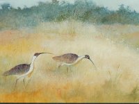 2010 069  Strawnecked Ibis - Oil on Gesso