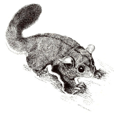 Sugar Glider